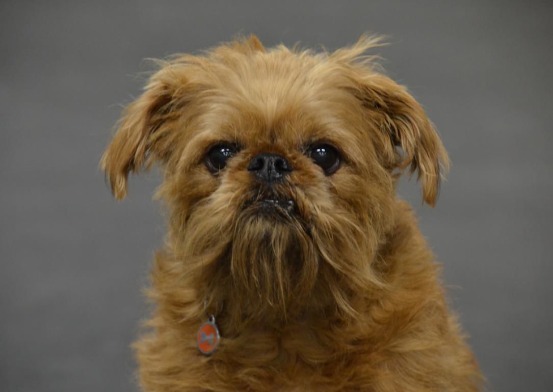 #26. Brussels griffon